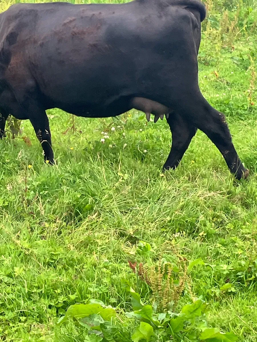 Foster cow - Image 4