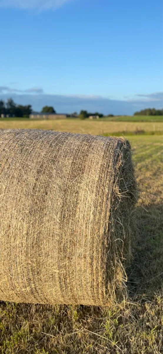 Hay for sale - Image 1