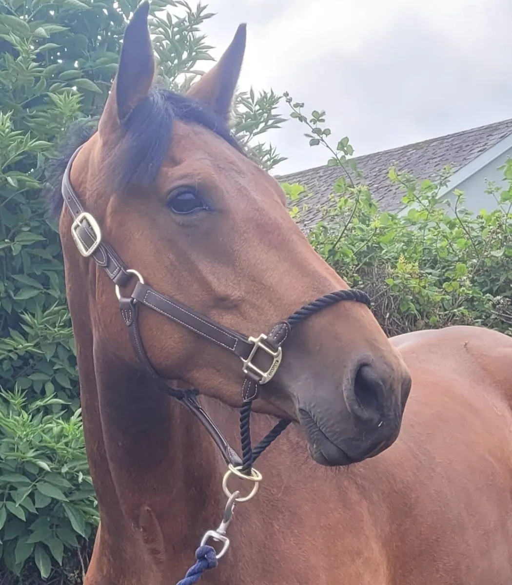 Lot 643 Goresbridge sales Friday 4th July - Image 1