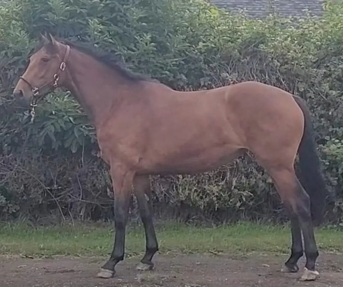 Lot 643 Goresbridge sales Friday 4th July - Image 2