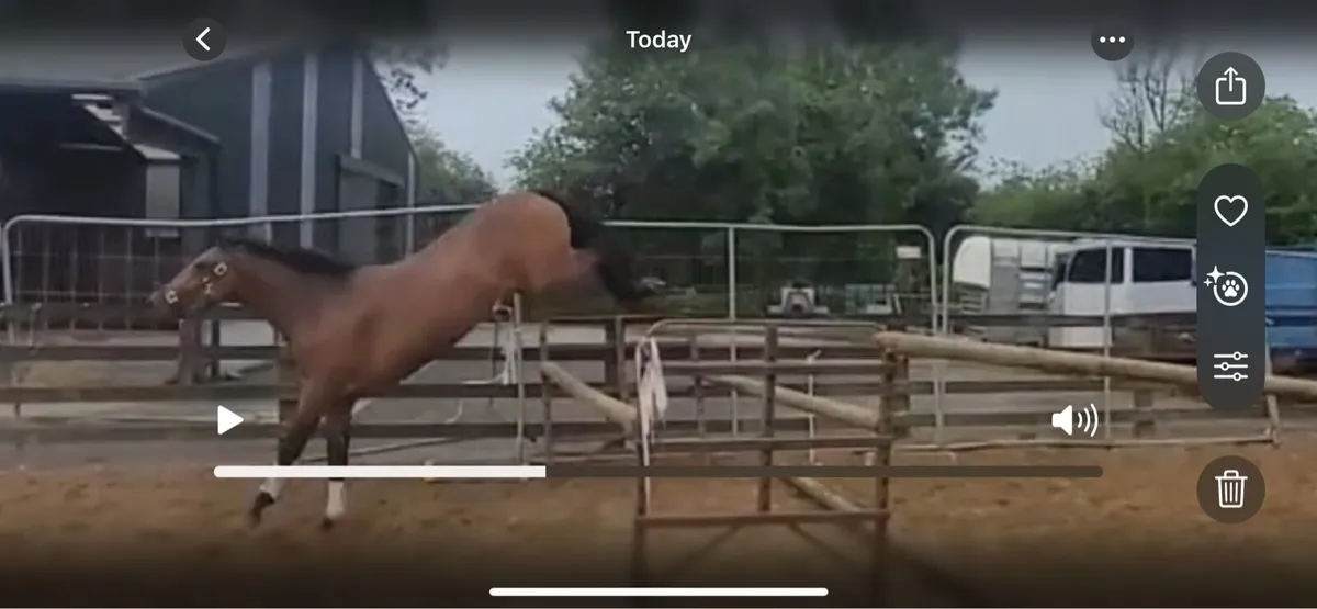 Lot 643 Goresbridge sales Friday 4th July - Image 4