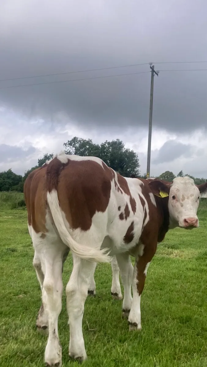 Bb corrib Tyson heifers - Image 1