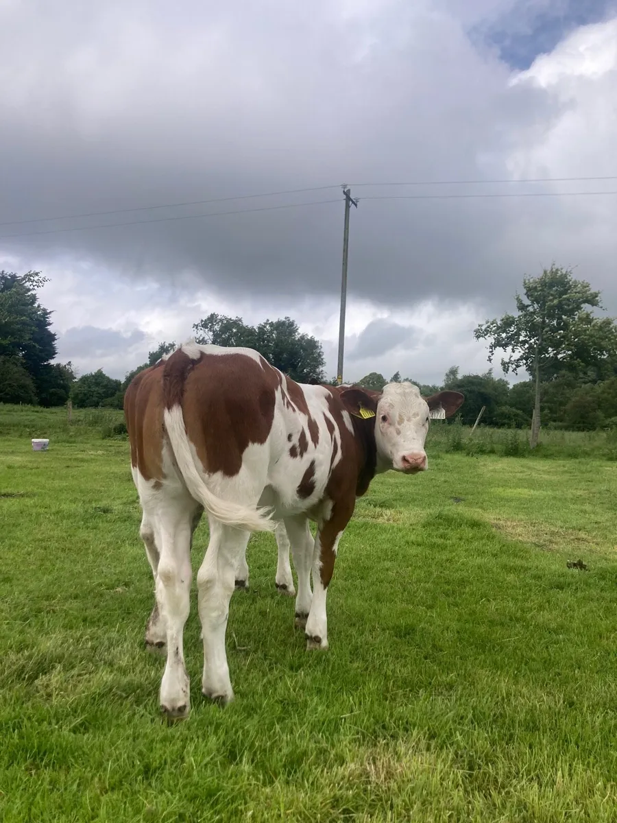Bb corrib Tyson heifers - Image 2