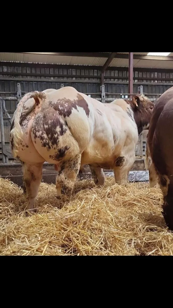 Bb corrib Tyson heifers - Image 3