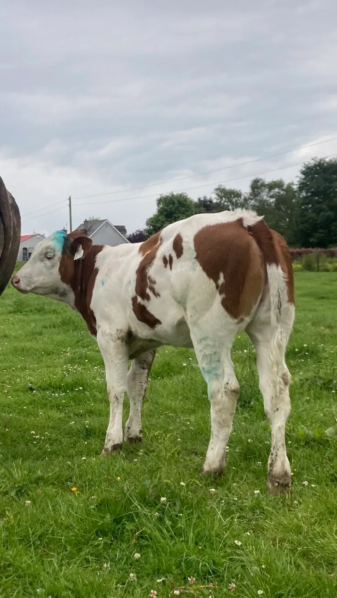 Bb corrib Tyson heifers - Image 4