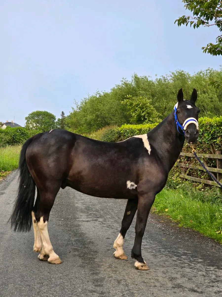 Flashy Gelding Pony - Image 2