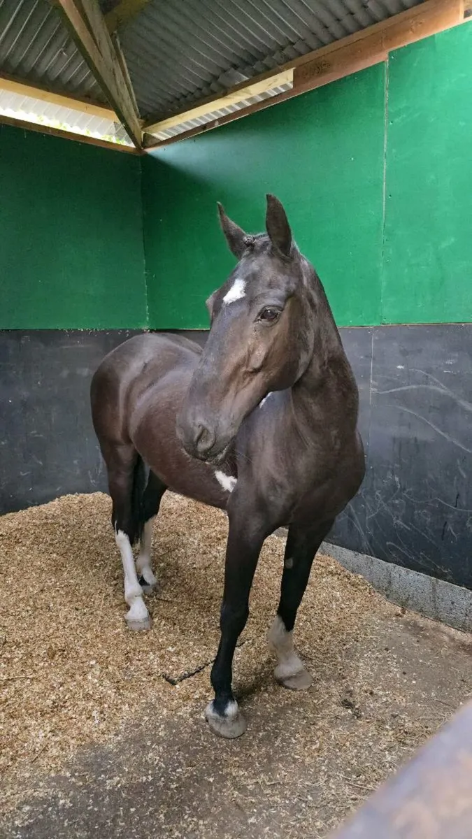 Flashy Gelding Pony - Image 4
