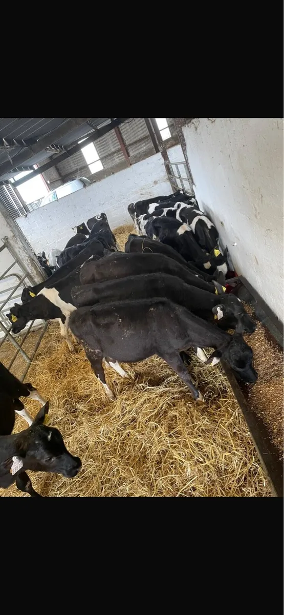 British fresion heifers - Image 1