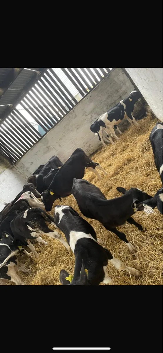 British fresion heifers - Image 2