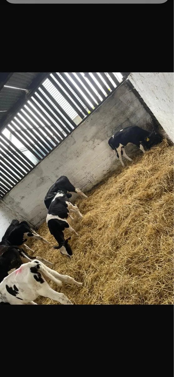 British fresion heifers - Image 3