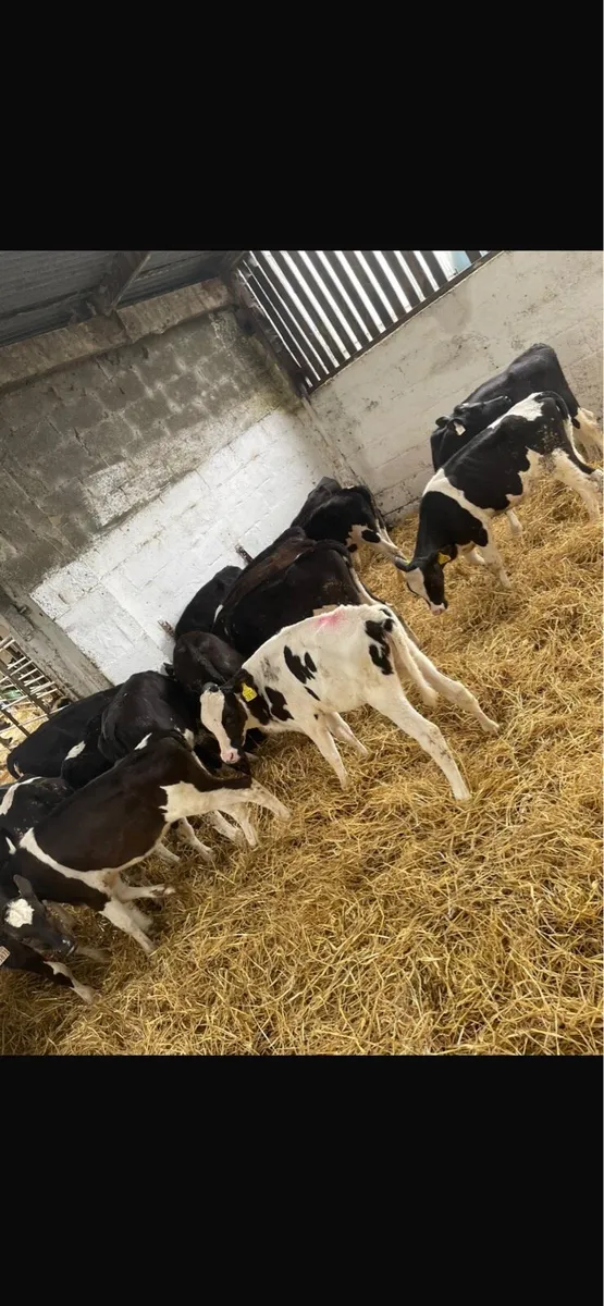 British fresion heifers - Image 4