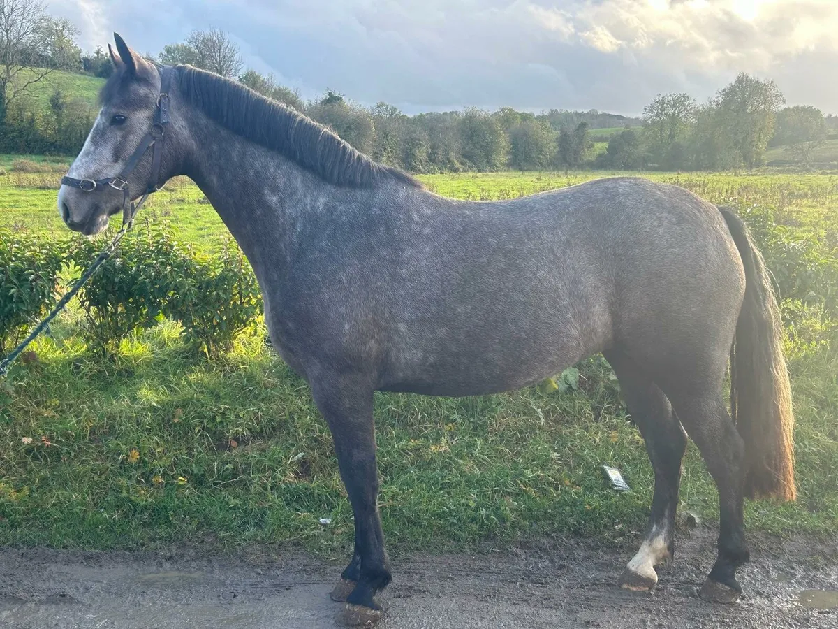 Home bred Connemara 4 year old filly - Image 1