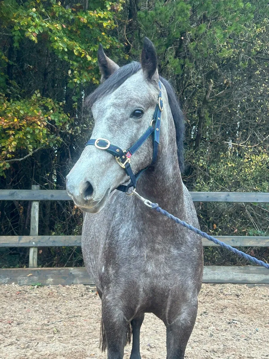 Home bred Connemara 4 year old filly - Image 2