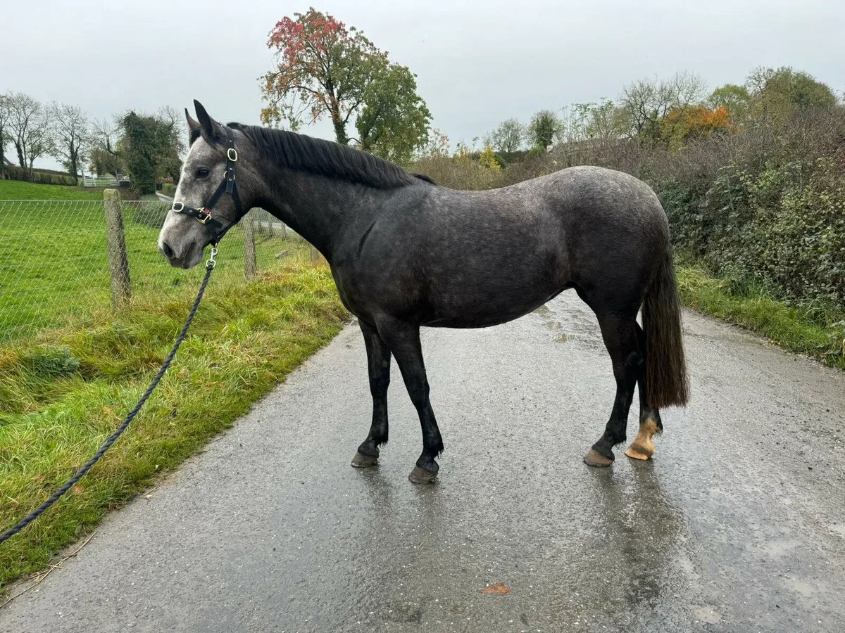 Home bred Connemara 4 year old filly - Image 3
