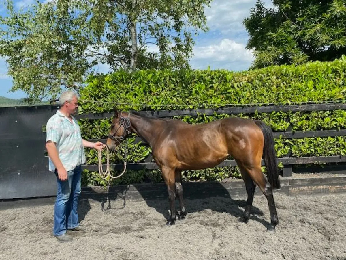 pony - Image 1