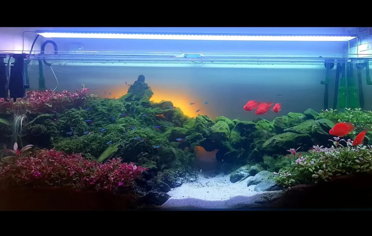 Fish tank - Image 1