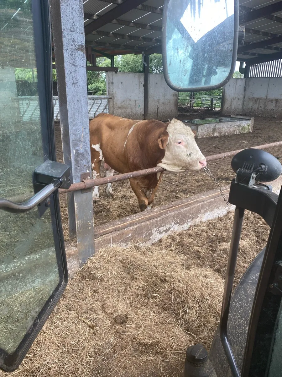 Fleck Breeding Bull - Image 1