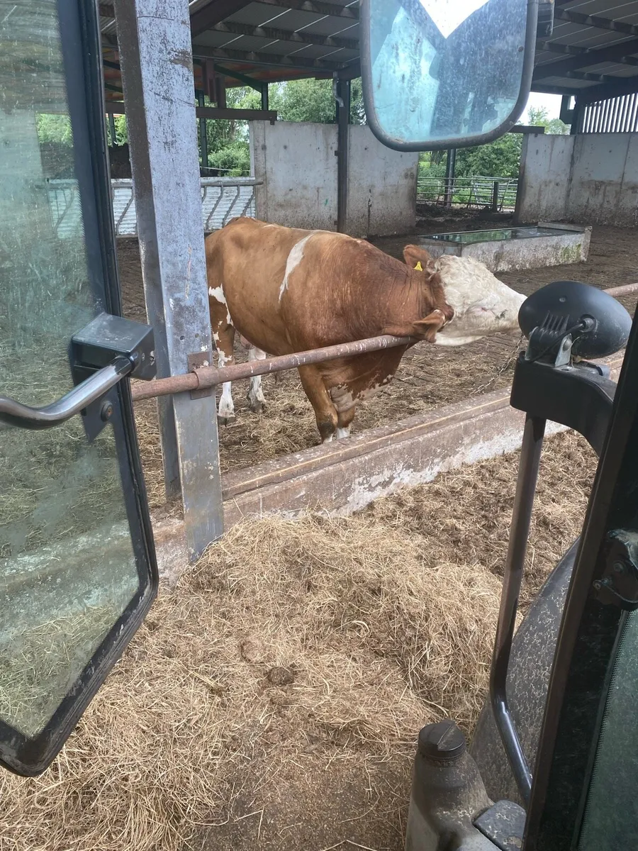 Fleck Breeding Bull - Image 2