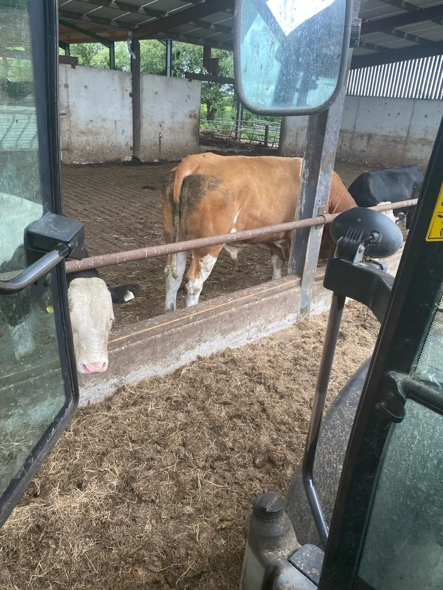 Fleck Breeding Bull - Image 3