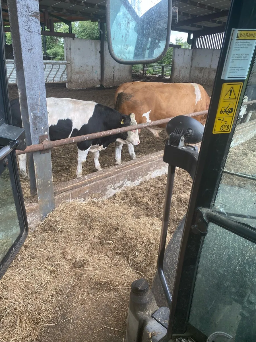 Fleck Breeding Bull - Image 4