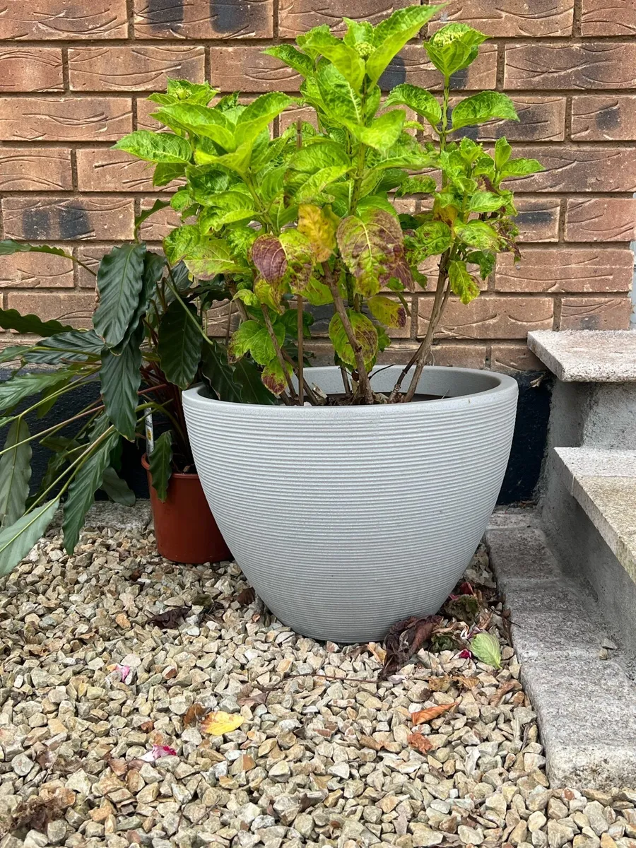 Plant pot