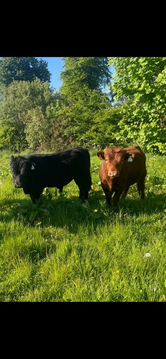 Dexter bulls - Image 1