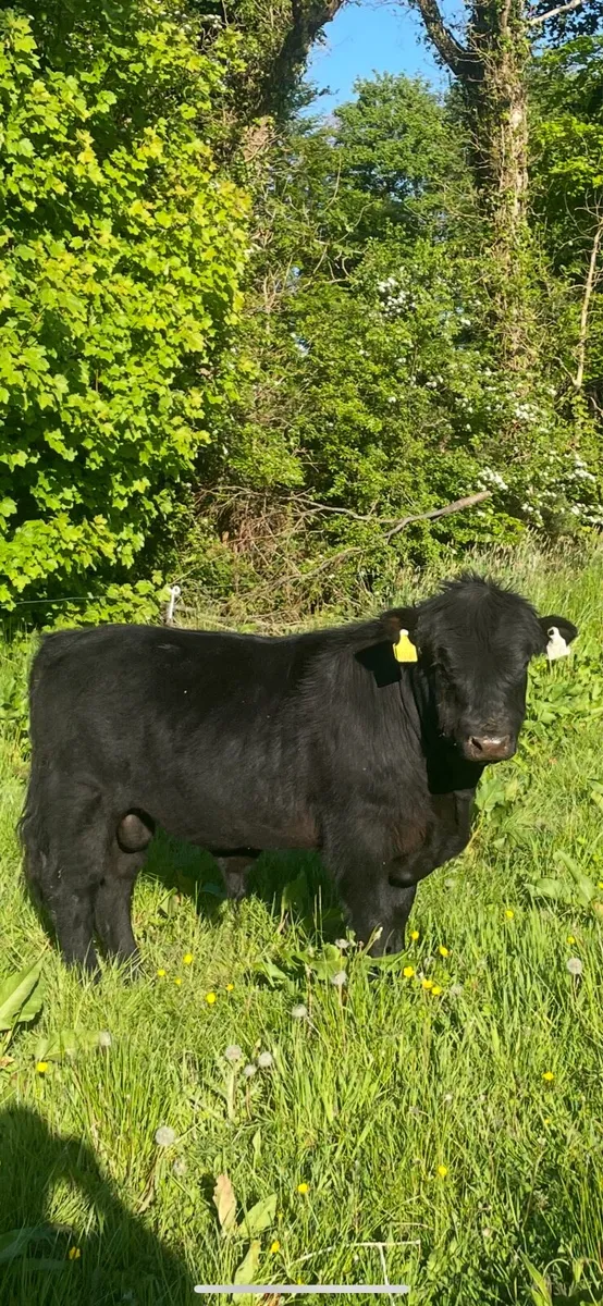 Dexter bulls - Image 2