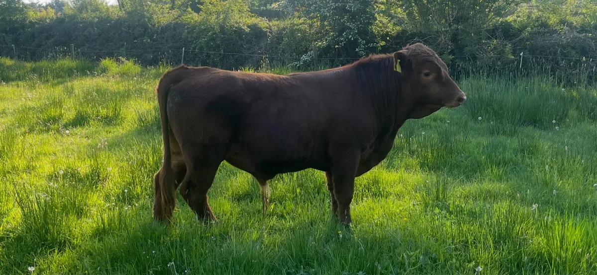 Dexter bulls - Image 3