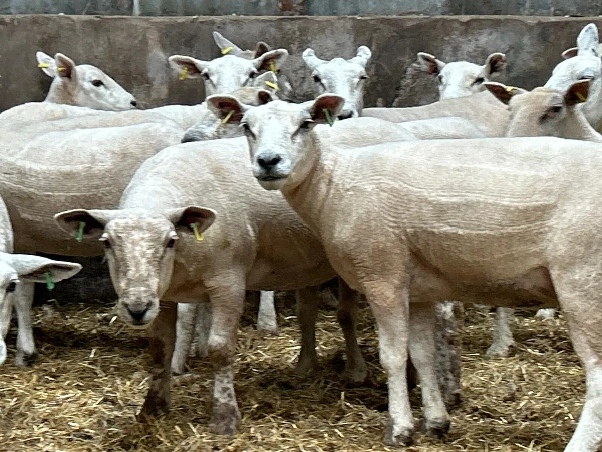 Texel mules - Image 1