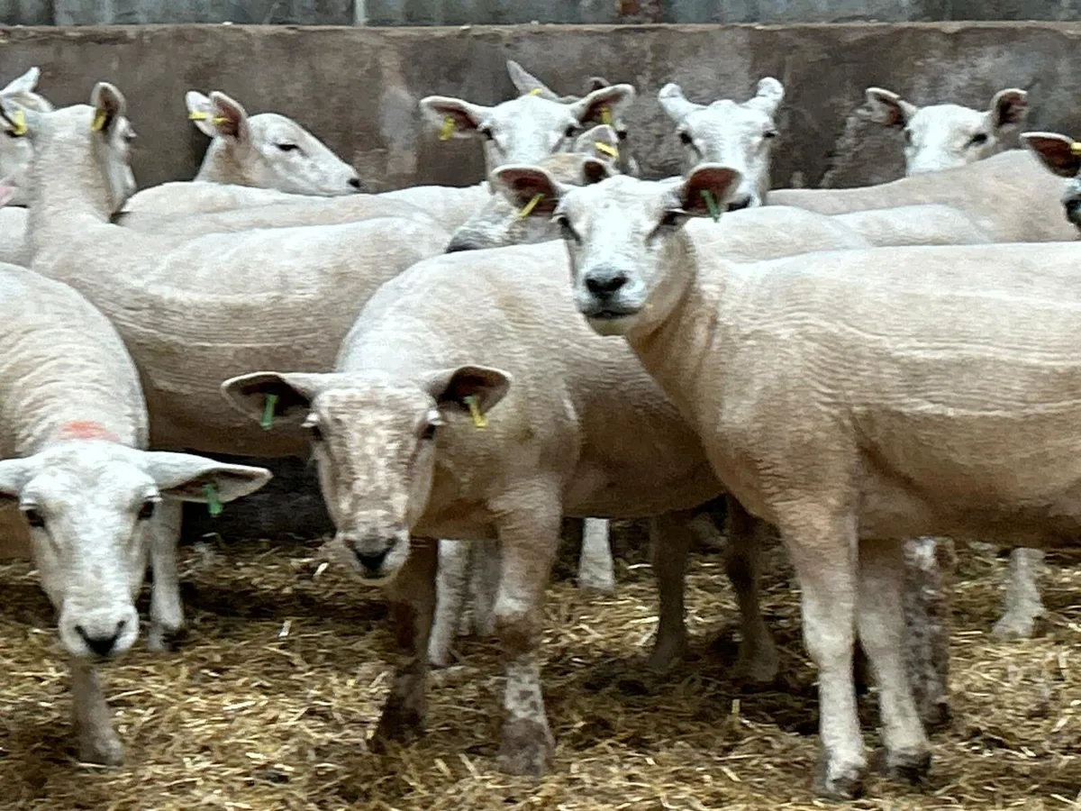 Texel mules - Image 2