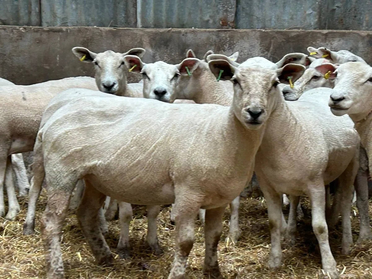 Texel mules - Image 4