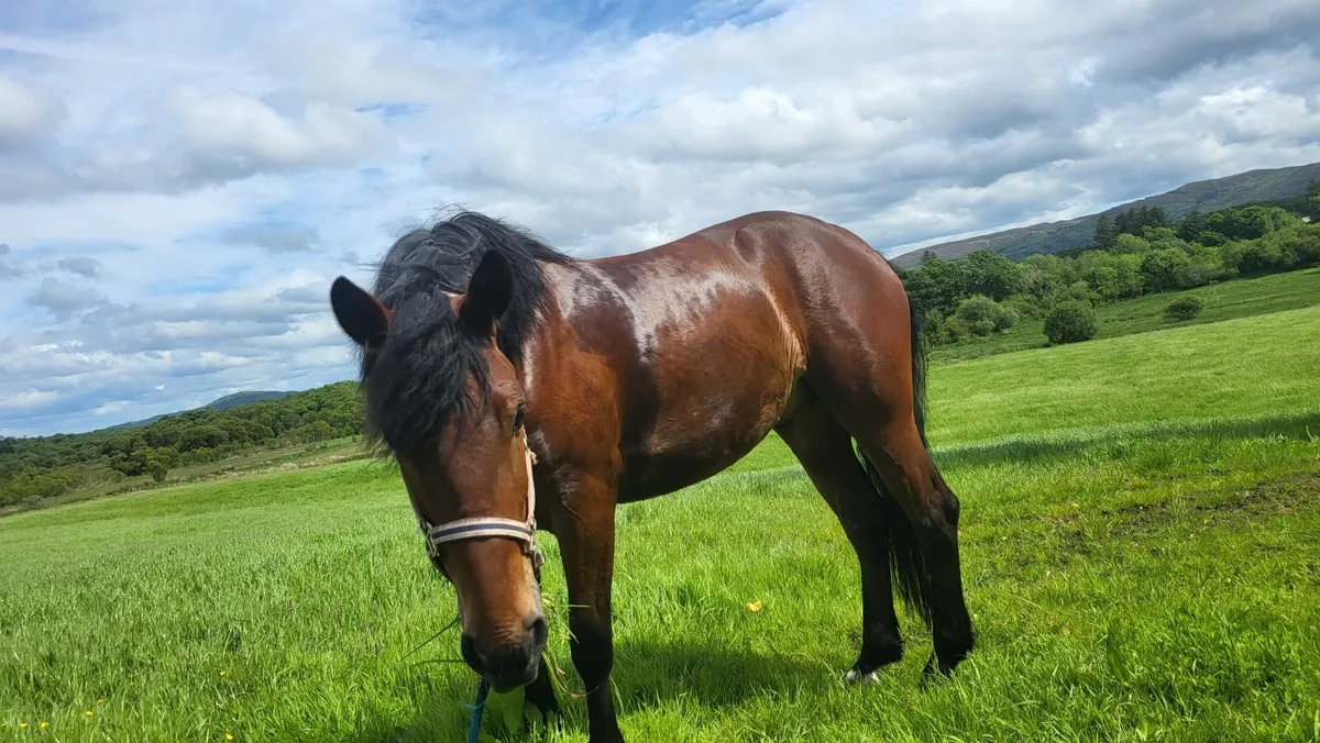 Horse for sale broken and quiet. - Image 1