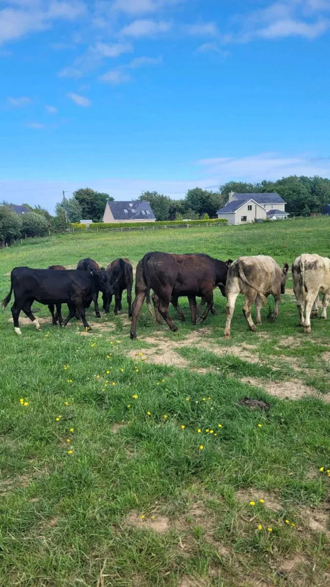 Heifers - Image 2