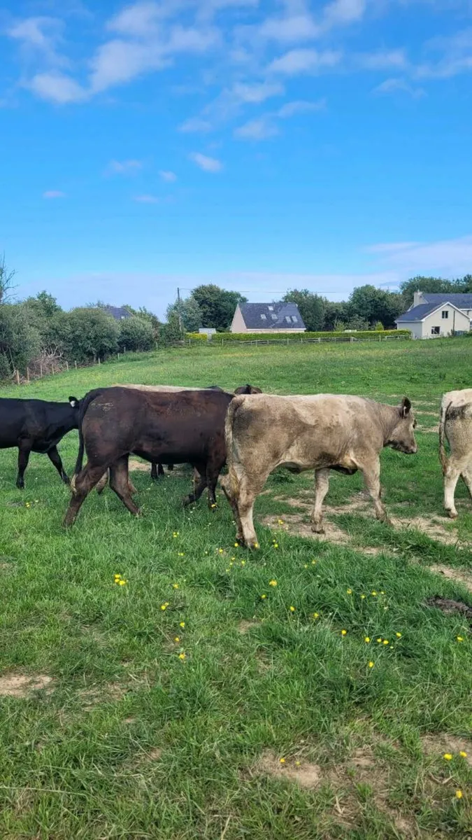Heifers - Image 3