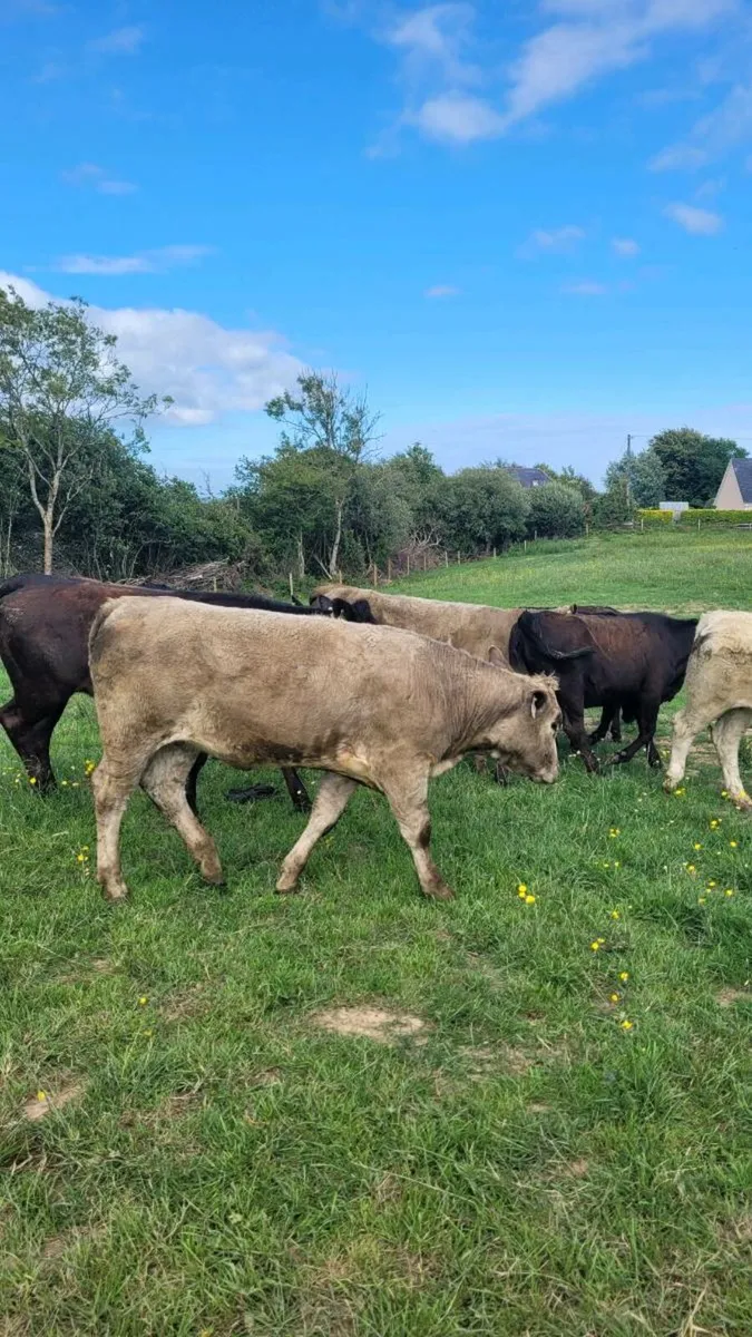 Heifers - Image 4