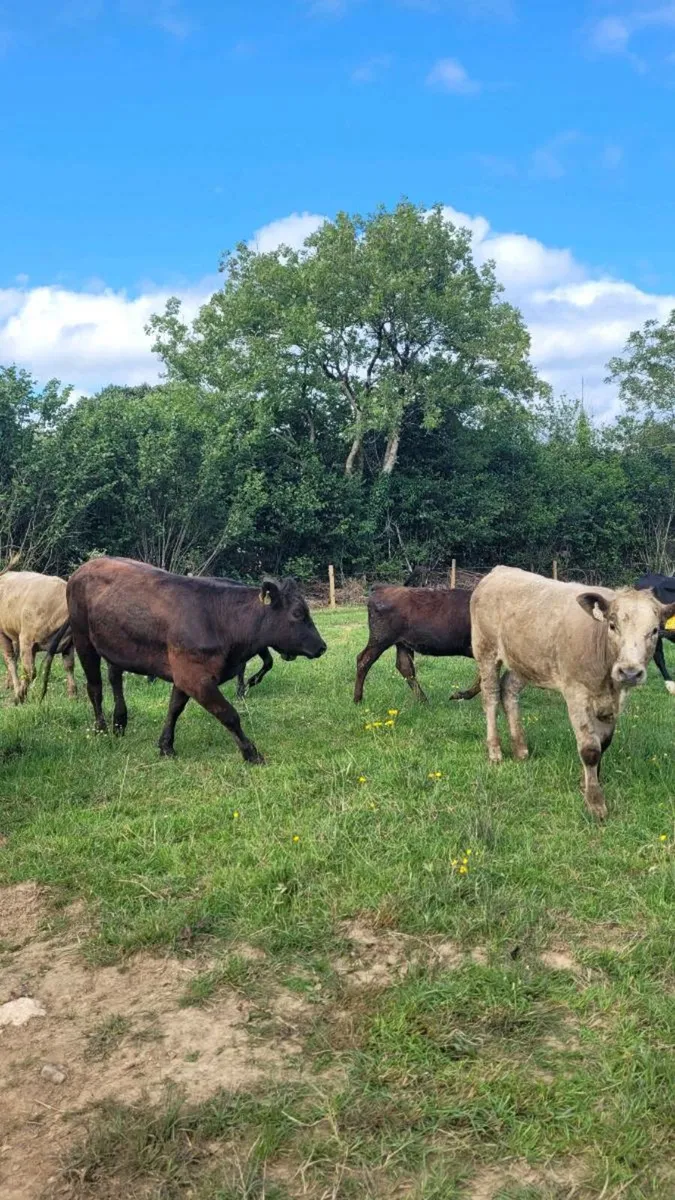 Heifers - Image 1