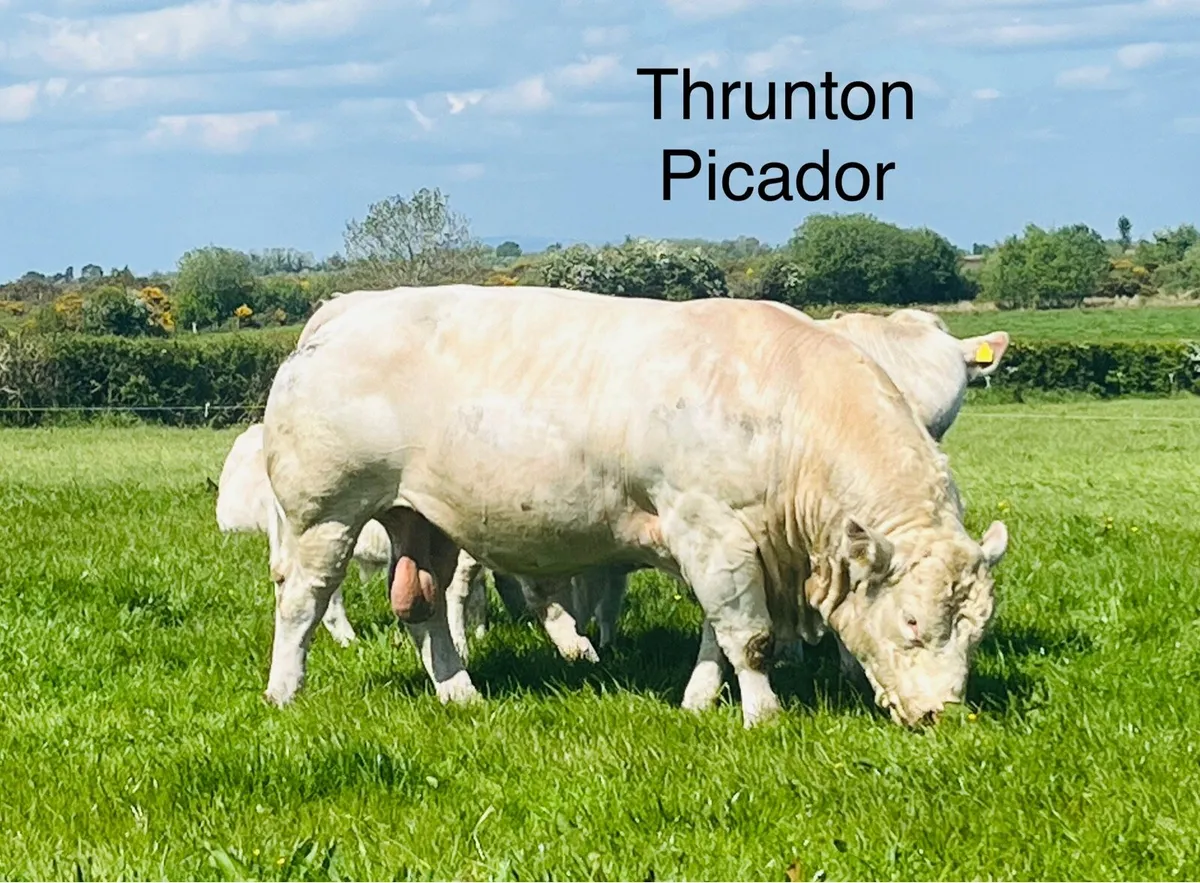 Pedigree Charolais Bulls (Picador Sons x 5 ) - Image 1