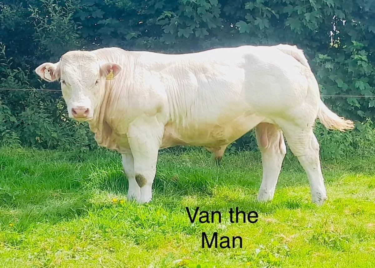 Pedigree Charolais Bulls (Picador Sons x 5 ) - Image 3