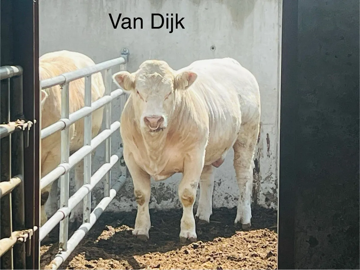 Pedigree Charolais Bulls (Picador Sons x 5 ) - Image 4