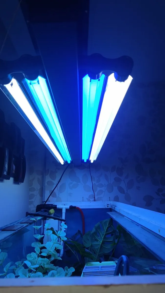 lamp iquatics - Image 3