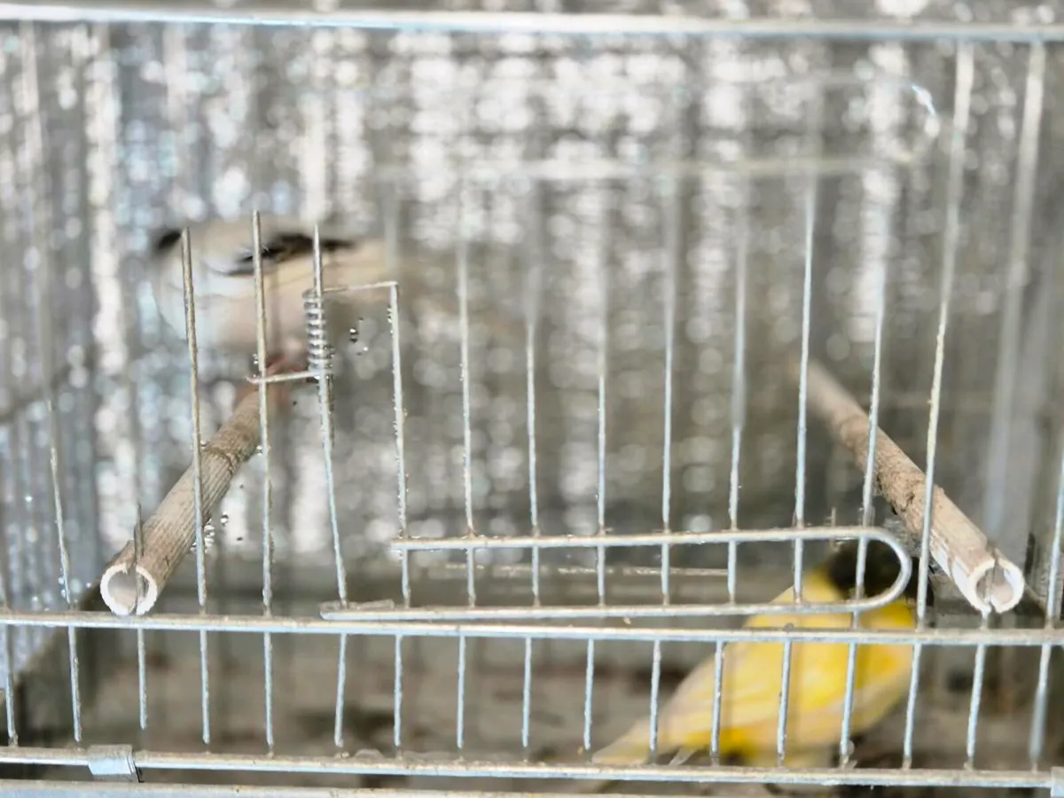 Glostors canary - Image 4