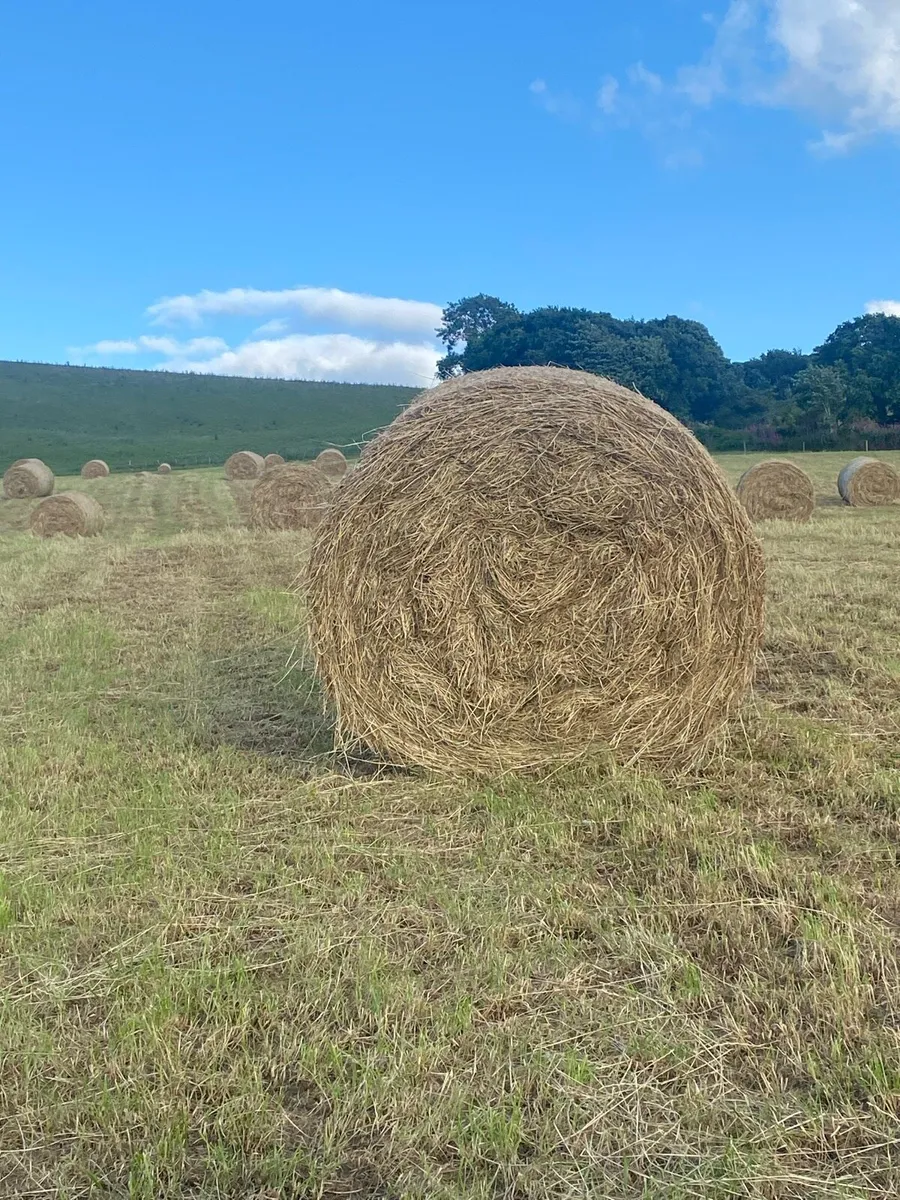Hay bales - Image 1