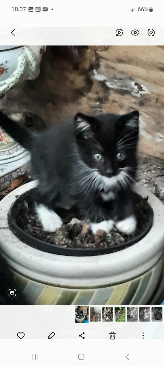 Kittens - Image 2