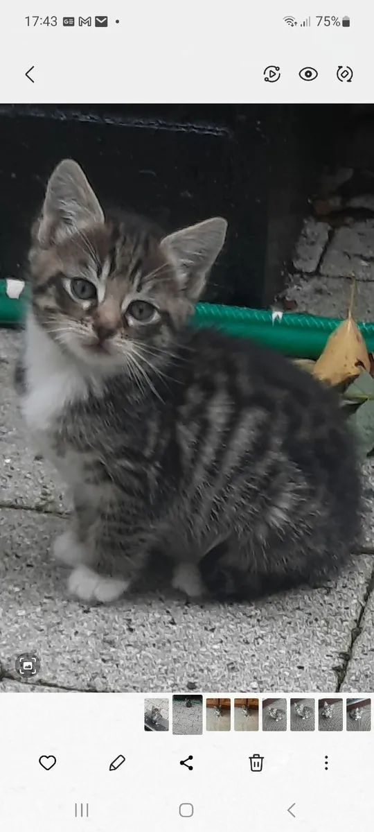 Kittens - Image 3