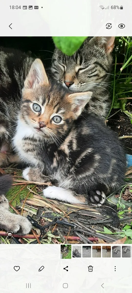 Kittens - Image 1