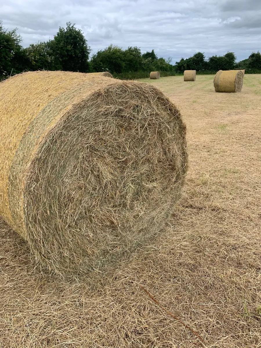 hay for sale - Image 1
