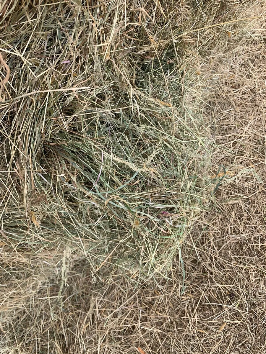 hay for sale - Image 2