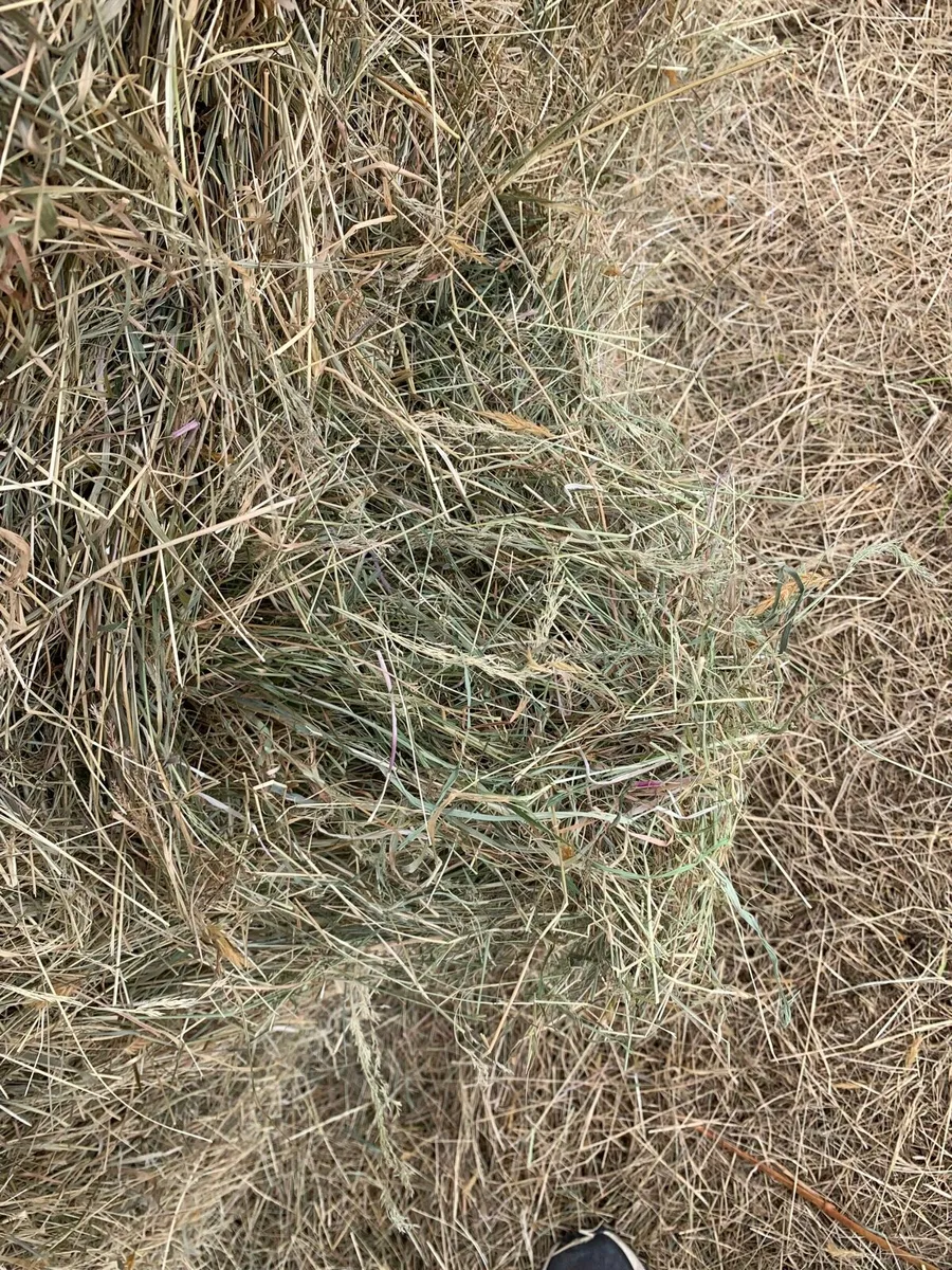 hay for sale - Image 3
