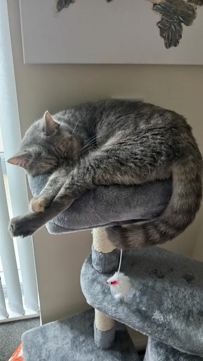 Cat - Image 1