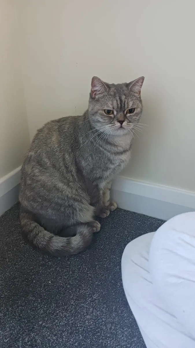 Cat - Image 2